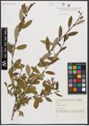 Foto von Salix triandra L.